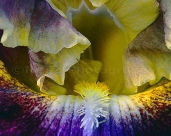 Bearded Iris Purple White Yellow Springtime Garden Delicate Flower Nature Macro  Fine Art Photography signed 12x16 Original photograph