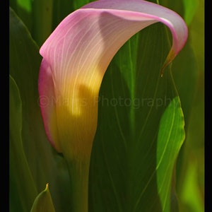 Nursery Decor, Pink Yellow Flower Calla Lily, Cottage Decor, Garden Photography, Fine Art Photography signed 12x16 Original Photograph image 4