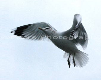 READY TO SHIP, Graceful Seagull, Dancing Gull, Bird Photography, Nature Oregon Fine Art Photography signed matted 5 x 7 Original Photograph