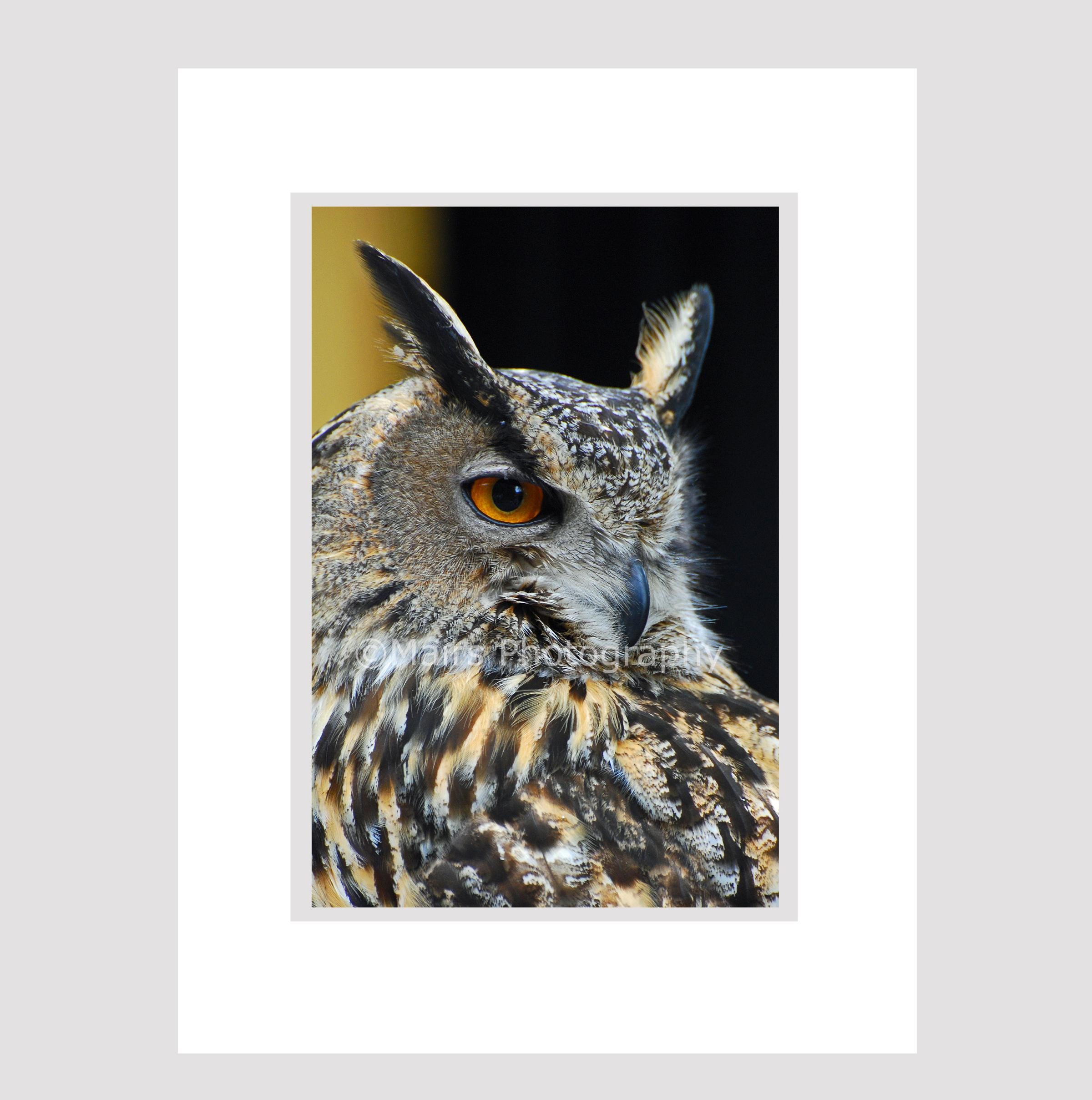 Nursery Decor, Owl Black Gray Tan, Bird Photography, Fine Art Photography, Nature, zoo photography, 