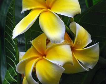 Tropical White Yellow Green Plumeria Flowers Cottage Decor Garden Photography, Fine Art Photography signed 12x16 Original Photograph