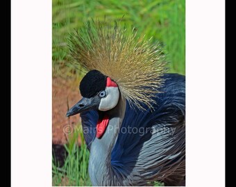 Blue Shimmer Gray Pink Gold, Bird Photography, Crowned Crane Portrait, Fine Art Photography matted & signed 5x7 Original Photograph