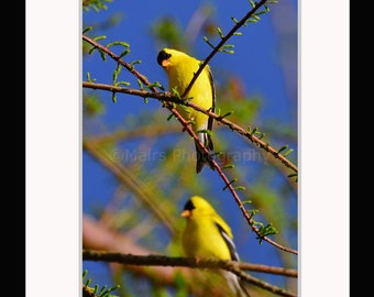 Nursery Decor, Yellow Black White Bird American Goldfinch Bird Photography, Fine Art Photography, signed matted 8 x 12 original photograph