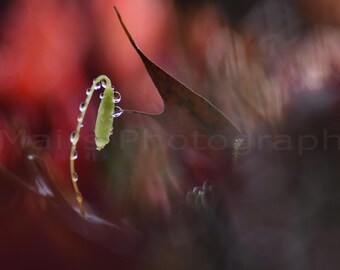 Nursery Decor, Cottage Decor, Nature Moss Seeds Water Drops Leaves Sensuous Moody, Fine Art Photography, signed 8x16 Original Photograph