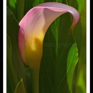 Nursery Decor, Pink Yellow Flower Calla Lily, Cottage Decor, Garden Photography, Fine Art Photography signed 12x16 Original Photograph image 5