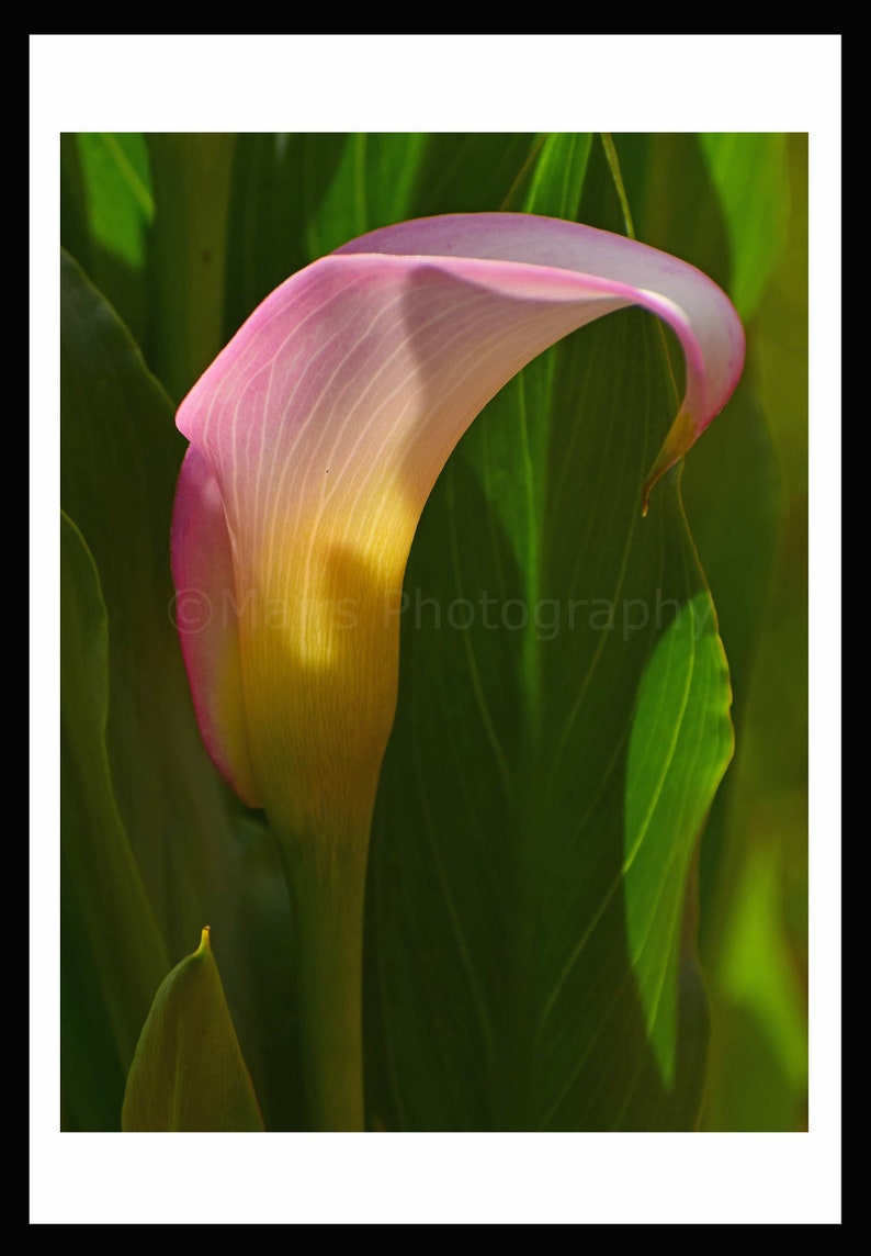 Nursery Decor, Pink Yellow Flower Calla Lily, Cottage Decor, Garden Photography, Fine Art Photography signed 12x16 Original Photograph image 5