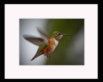 Nursery Decor ruggine bianco verde scintillante colibrì natura uccello, fotografia d'arte arruffata e firmata fotografia originale 5x7