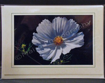 Delicate Flower White Anemone, MOTHERs DAY, Birthday, All Occasion, Blank Greeting Card, Photo Card