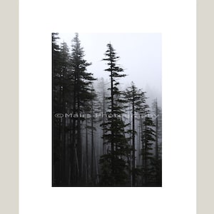Foggy Oregon Forest Black White Pacific Northwest Mist Trees Gray Green Landscape Fine Art Photography matted signed 5x7 Original photograph