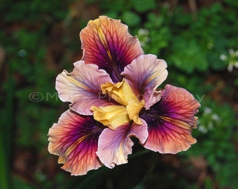 Magenta Lavender Orange Yellow Red Springtime Delicate Iris Flower Nature Macro, Fine Art Photography signed 12x16 Original photograph