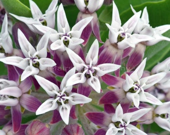 Patterns Abstract Garden Silver Gray White Pink Green Wildflower, Fine Art Photography, signed 12x16 Original Photograph, Unmatted, Unframed