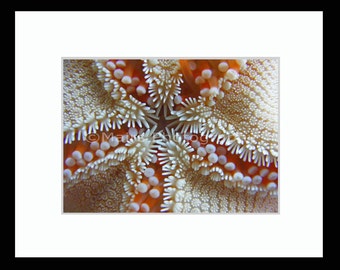 Nursery Decor, Abstract Aquarium Orange Sea Star Patterns, Nature Photography, Fine Art Photography matted & signed 5x7 Original Photograph