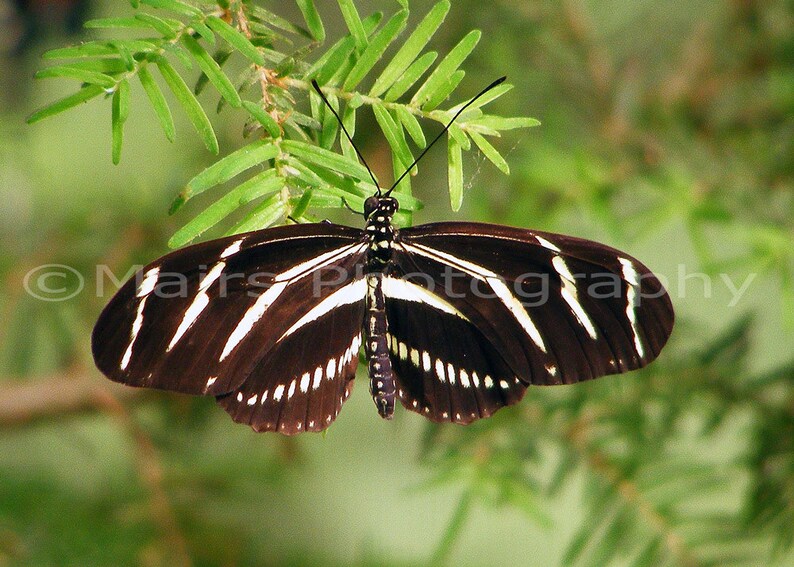 Nursery Decor Zebra Black White Tropical Butterfly Stripes Etsy