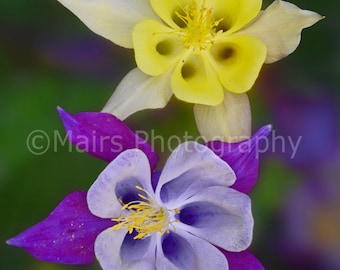 Purple Yellow Green Delicate Nature Macro, Garden Photography, Flower Photography, Fine Art Photography matted & signed Original Photograph