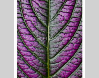 Nursery Decor Purple Silver Leaf Green Textures Abstract Garden Photography, Poster, Fine Art Photography, 12 x 18 Original Photograph