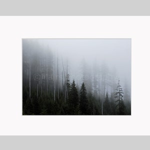 Foggy Oregon Forest Quiet Pacific Northwest Mist Trees Gray Green Landscape Fine Art Photography matted signed Original photograph