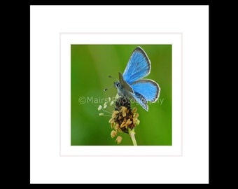 READY TO HANG, Nursery Decor, Delicate Blue Silver Tan Green Butterfly, Fine Art Photography signed framed original photograph