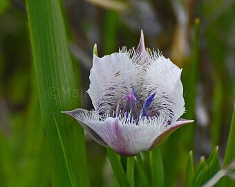 Pacific Northwest Wildflower, Pussy Ears, Oregon Purple White Pink Nature, Fine Art Photography matted & signed 5x7 Original photograph