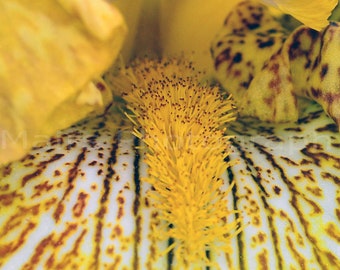 Nursery Decor, Cottage Decor, Bearded Iris Stripes Spots White Yellow Flower Garden, Fine Art Photography, signed 8x16 Original Photograph