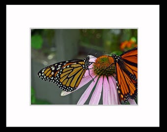 Nursery Decor, Orange Black Monarch Butterfly Pink Coneflower Photography Fine Art Photography signed matted 5x7 Original Photograph