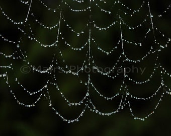 Spider Web Dewdrops Raindrops Nature Lace, Cottage Decor, Garden Photography, Fine Art Photography, signed 12x18 original photograph