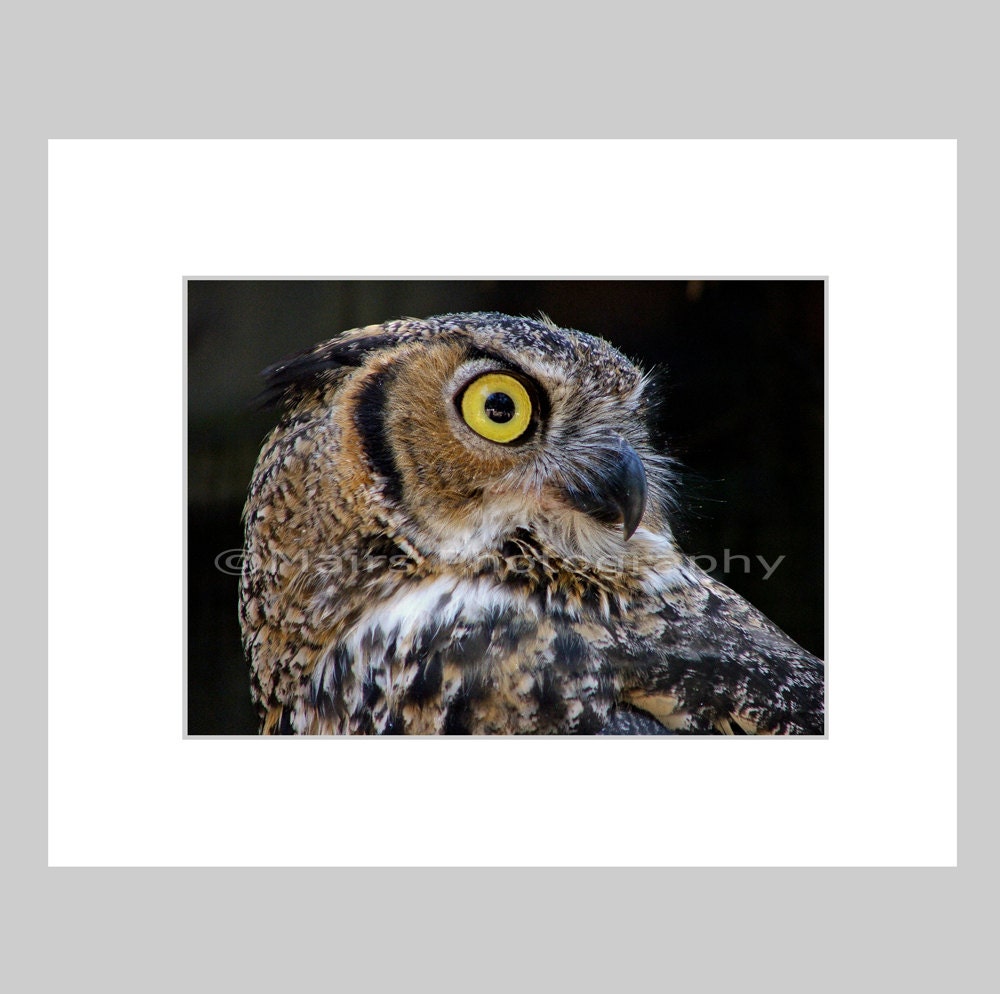 Nursery Decor, Owl Bird Nature, Great Horned Owl, Black Gray Brown, Fine Art Photography matted &