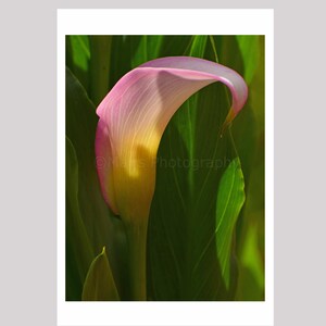 Nursery Decor, Pink Yellow Flower Calla Lily, Cottage Decor, Garden Photography, Fine Art Photography signed 12x16 Original Photograph image 2