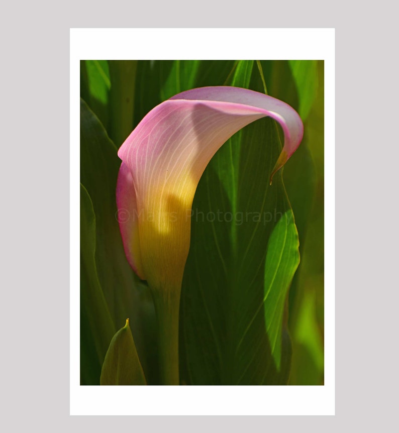 Nursery Decor, Pink Yellow Flower Calla Lily, Cottage Decor, Garden Photography, Fine Art Photography signed 12x16 Original Photograph image 2