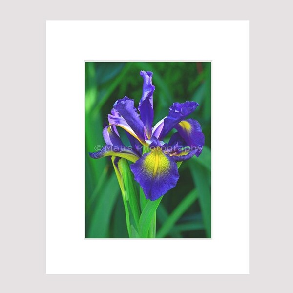 Iris Blue Purple Yellow Green Flowers, Cottage Decor, Garden Photography, Fine Art Photography matted & signed 5x7 Original Photograph