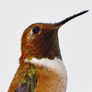 Nursery Decor, Tiny Bird Rufous Hummingbird Nature Rust Gold Shimmer Green White, Fine Art Photography, signed 12x18 Original Photograph