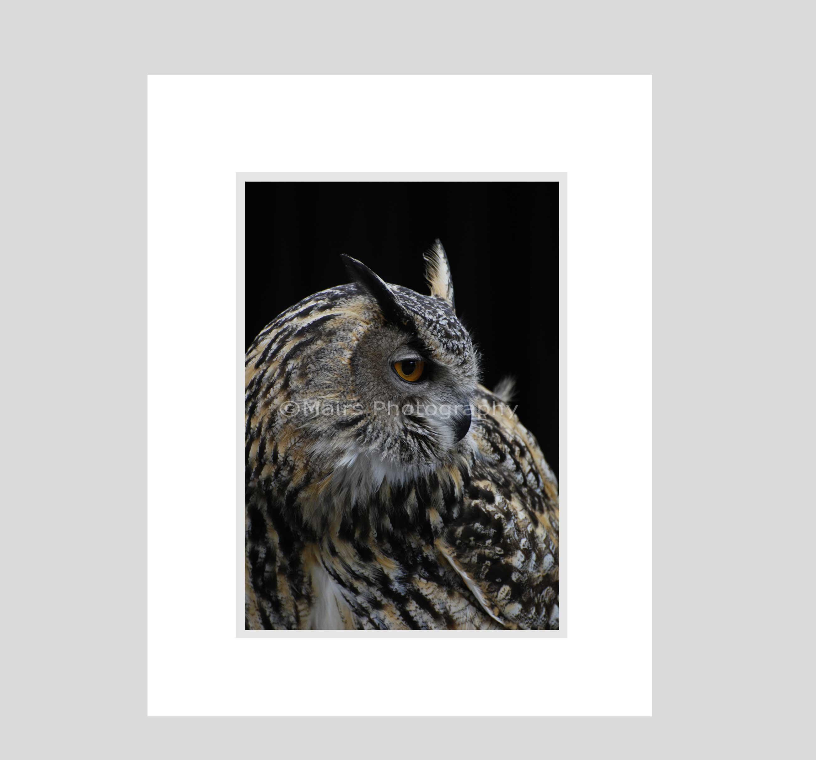 Nursery Decor, Eurasian Eagle-Owl, Black Gray Tan Bird Owl, Fine Art Photography, zoo photography, s