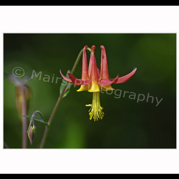 Cottage Decor Wildblumen zart Crimson Akelei rot gelb grün Natur Blume, Fine Art Fotografie signiert mattiert Original Fotografie