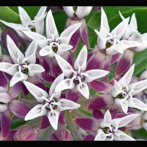 Patterns Abstract Garden Silver Gray White Pink Green Wildflower, Fine Art Photography, signed 12x16 Original Photograph, Unmatted, Unframed image 5