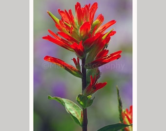 May include: A vibrant Indian paintbrush wildflower featuring bright red, pointed bracts that surround a central green stem. The plant displays textured, lance-shaped green leaves along its stalk, with small, delicate hairs visible on the petals.