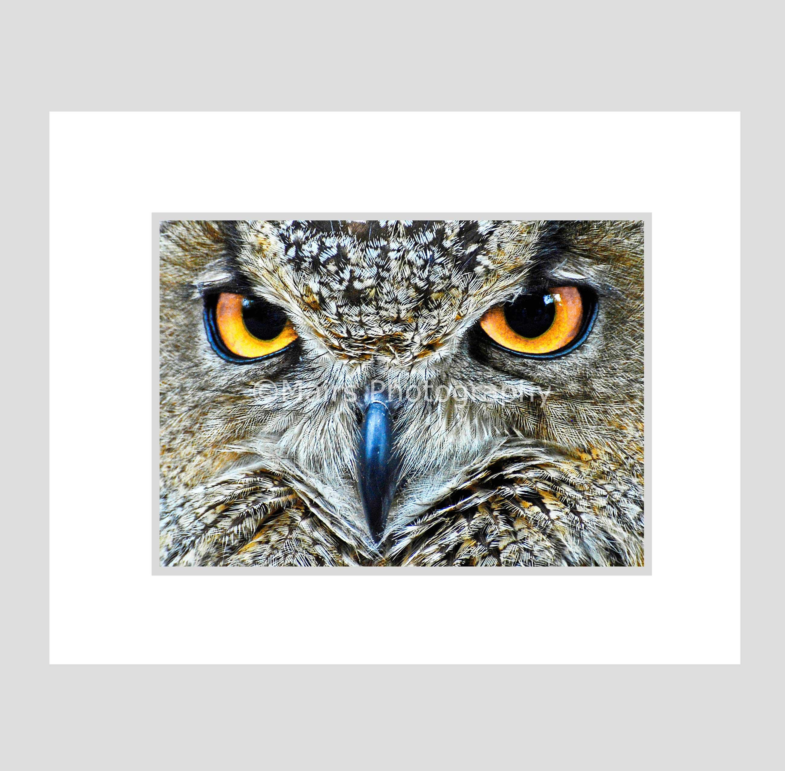 Nursery Decor, Owl, Great Horned Owl, Amber Eyes, Brown Feathers, Zoo Photography, Fine Art Photogra