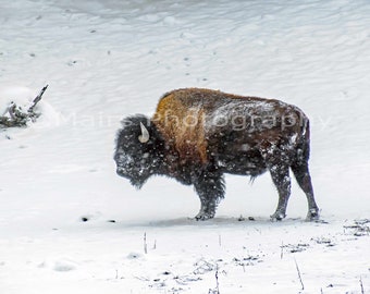 Bison Yellowstone Animal Winter Snow, Nursery Decor, Nature Photography, Fine Art Photography 12x18 Original Photograph, unmatted, unframed
