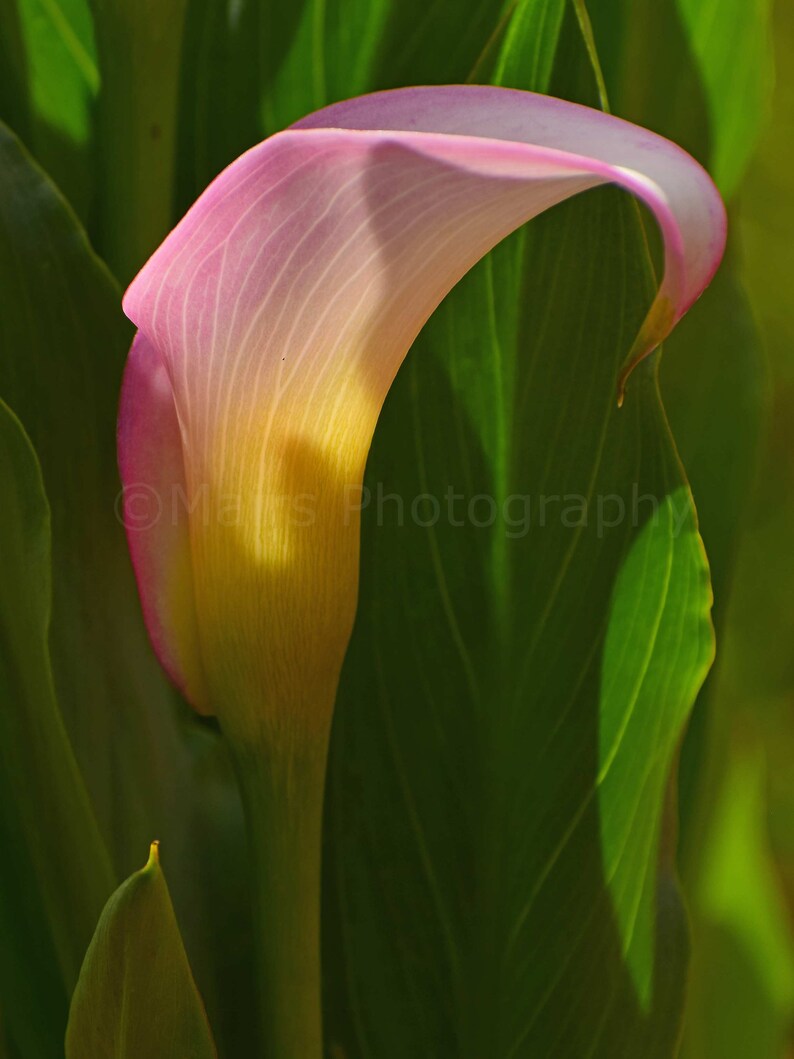 Nursery Decor, Pink Yellow Flower Calla Lily, Cottage Decor, Garden Photography, Fine Art Photography signed 12x16 Original Photograph image 1