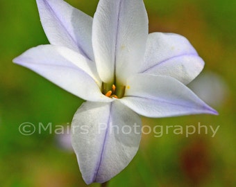 Delicate White Purple Star Wildflower, Nursery Decor, Nature Photography, Fine Art Photography matted & signed 8x10 Original Photograph