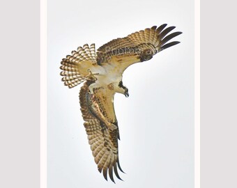 Bird Osprey Fish Feathers Talons, Nature Photography, Fine Art Photography, 12x18 Original Photograph, unmatted, unframed