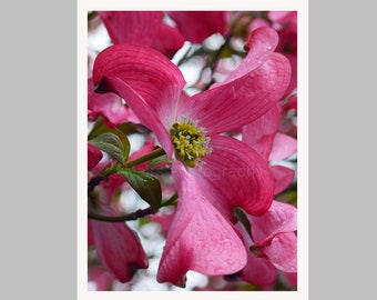 Springtime Delicate Pink Yellow Flower Dogwood Blossoms Nature, Nursery Decor, Fine Art Photography, signed 12x16 original photograph