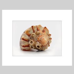 May include: A spiral seashell featuring a textured surface with small circular openings and prominent ridges. The shell displays a color palette of tan, beige, and reddish-brown stripes, with a pointed apex and a scalloped outer edge.