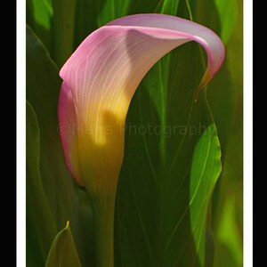 Nursery Decor, Pink Yellow Flower Calla Lily, Cottage Decor, Garden Photography, Fine Art Photography signed 12x16 Original Photograph image 3