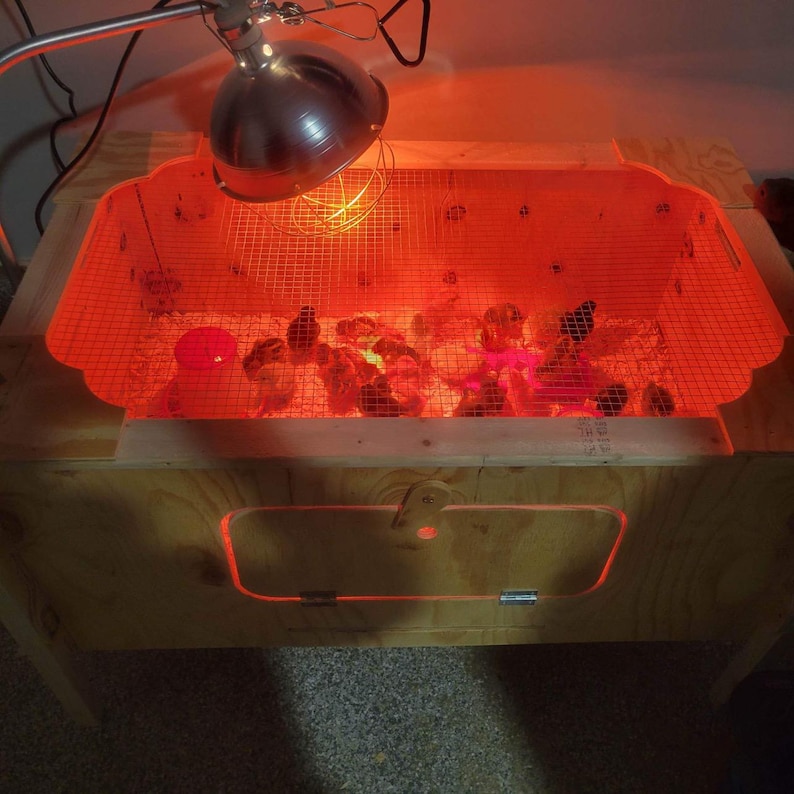 Ben's E-Z Brooder – Premium Wooden Poultry Brooder With Lifting Mesh ...
