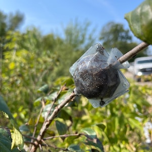 May include: A clear plastic device with a brown, soil-like substance inside is attached to a tree branch. The device is used for grafting.