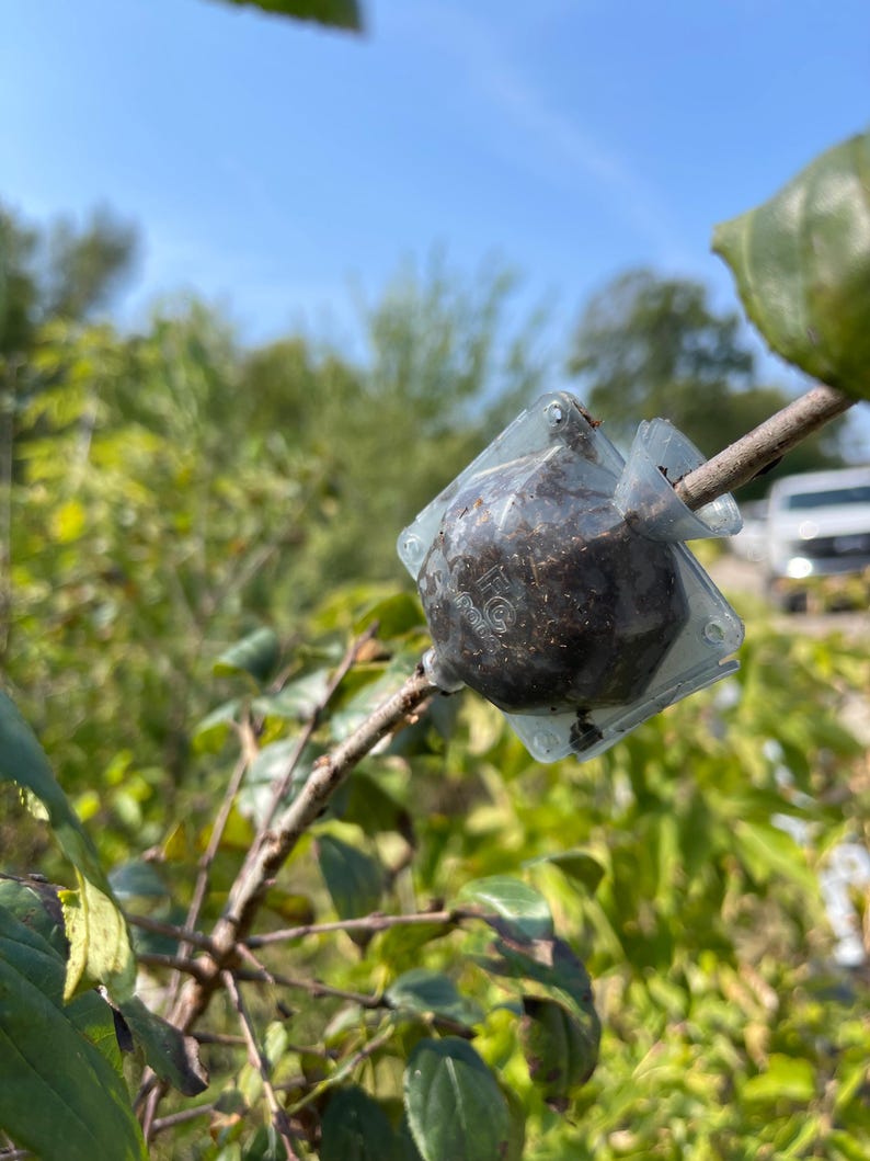 May include: A clear plastic device with a brown, soil-like substance inside is attached to a tree branch. The device is used for grafting.