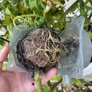 May include: A close-up of a tomato plant's root ball, showing the intricate network of roots and soil. The plant is being removed from a clear plastic pot.