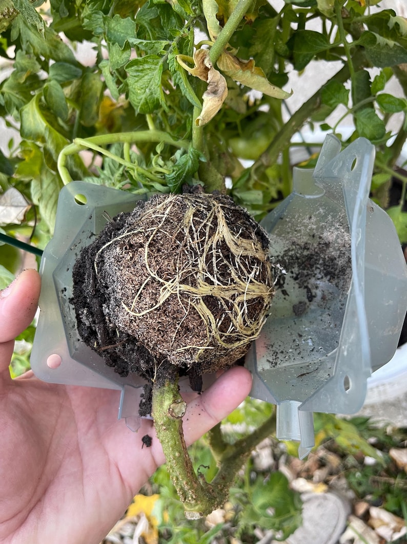 May include: A close-up of a tomato plant's root ball, showing the intricate network of roots and soil. The plant is being removed from a clear plastic pot.