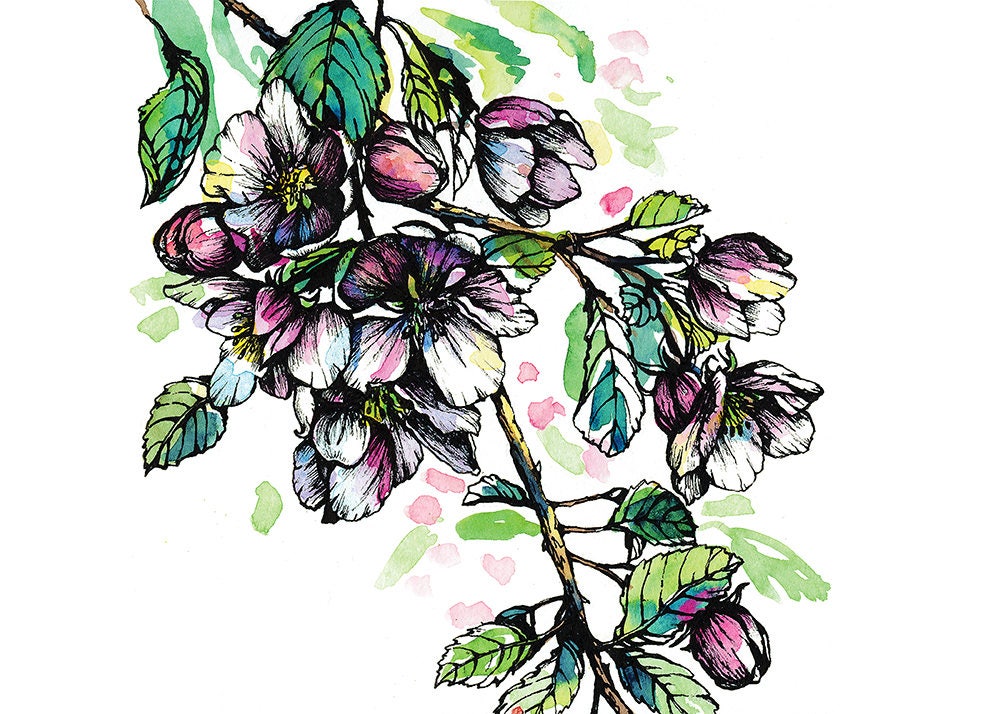 Apple Tree Flower Blossom Art Print Watercolor Print Pink Etsy