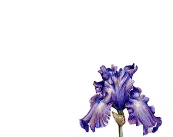 8x10 Purple Iris Watercolor Print