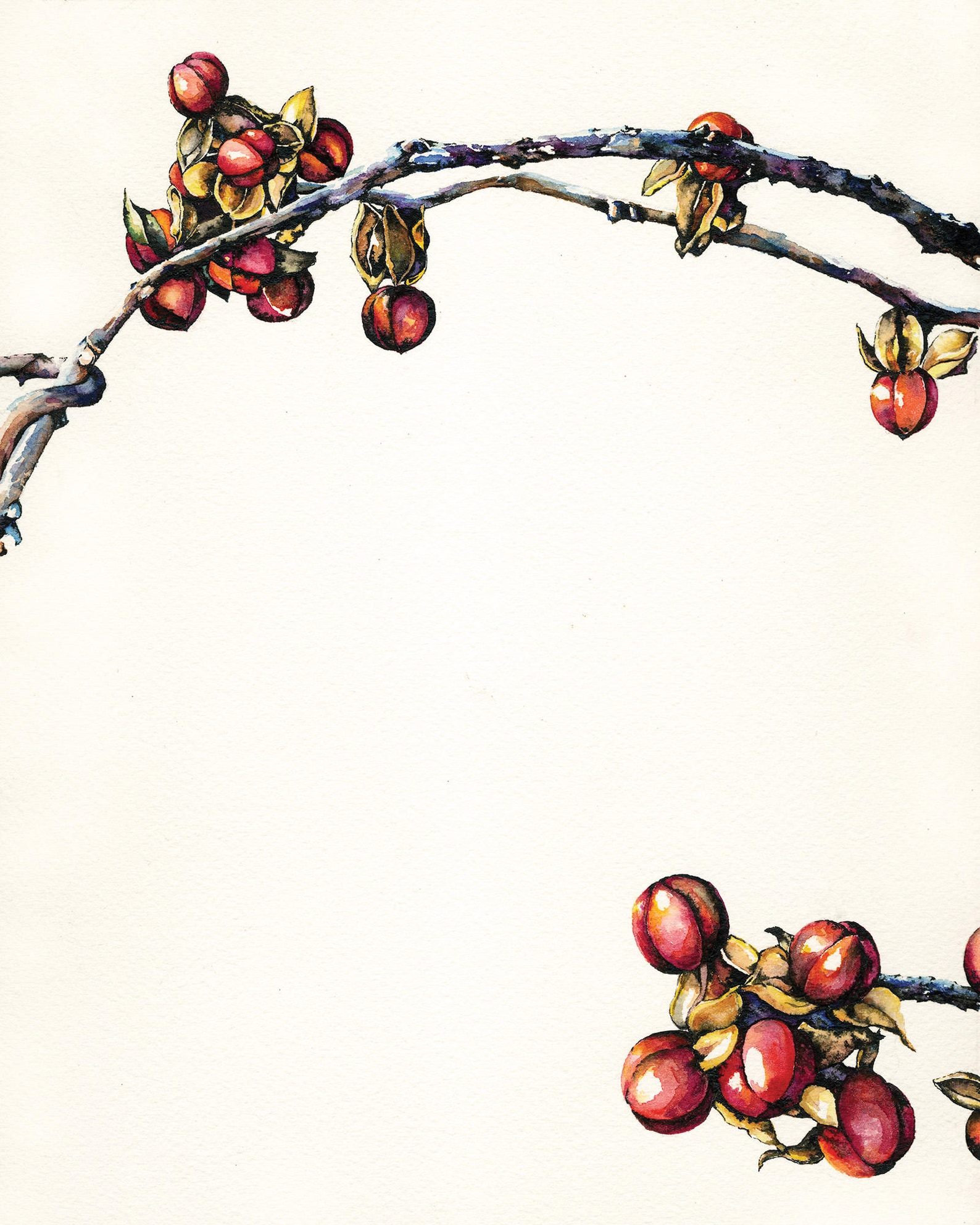 Print of Bittersweet Twigs Botanical Illustration Watercolor - Etsy